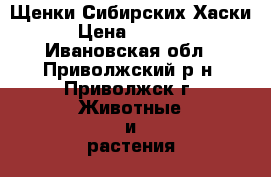 Щенки Сибирских Хаски › Цена ­ 8 000 - Ивановская обл., Приволжский р-н, Приволжск г. Животные и растения » Собаки   